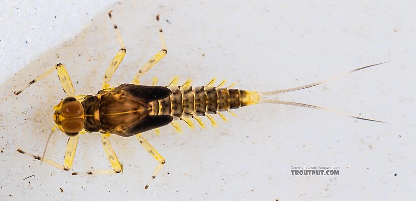 Male Acentrella insignificans (Tiny Blue-Winged Olive) Mayfly Nymph from the Yakima River in Washington