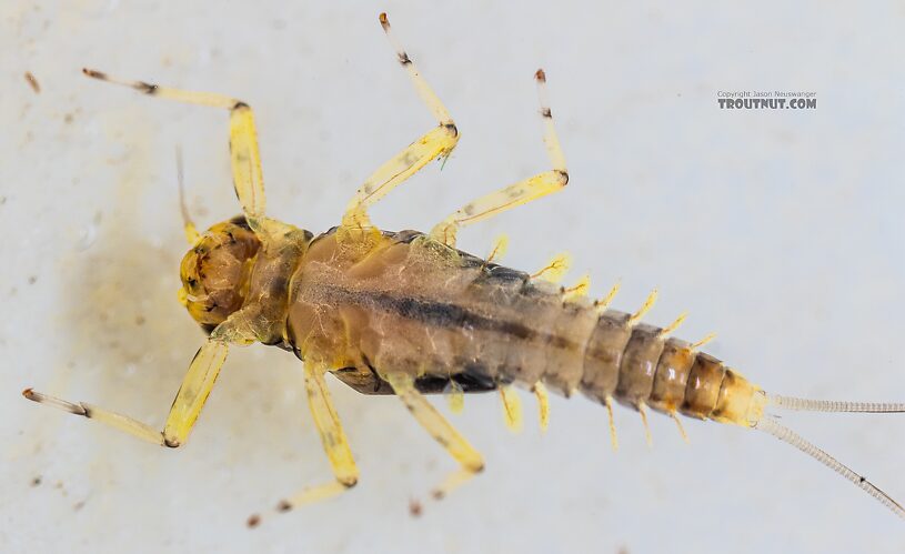 Male Acentrella insignificans (Tiny Blue-Winged Olive) Mayfly Nymph from the Yakima River in Washington