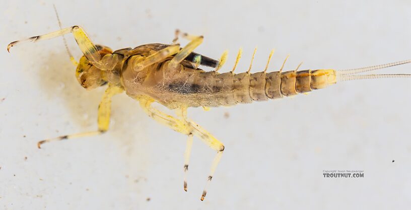 Male Acentrella insignificans (Tiny Blue-Winged Olive) Mayfly Nymph from the Yakima River in Washington