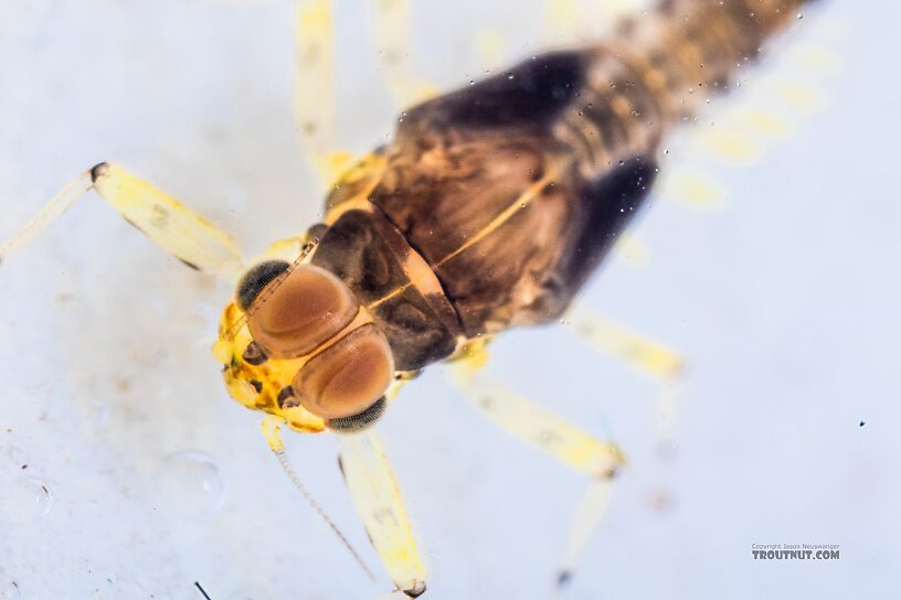 Male Acentrella insignificans (Tiny Blue-Winged Olive) Mayfly Nymph from the Yakima River in Washington