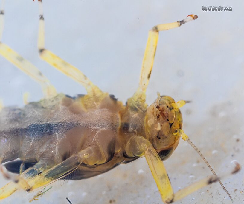 Male Acentrella insignificans (Tiny Blue-Winged Olive) Mayfly Nymph from the Yakima River in Washington