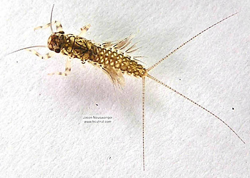 Leptophlebia cupida (Borcher Drake) Mayfly Nymph from the Namekagon River in Wisconsin