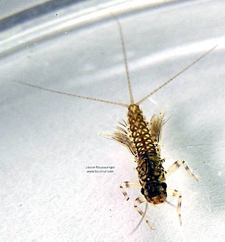 Leptophlebia cupida (Borcher Drake) Mayfly Nymph from the Namekagon River in Wisconsin