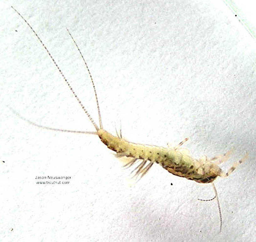 Leptophlebia cupida (Borcher Drake) Mayfly Nymph from the Namekagon River in Wisconsin