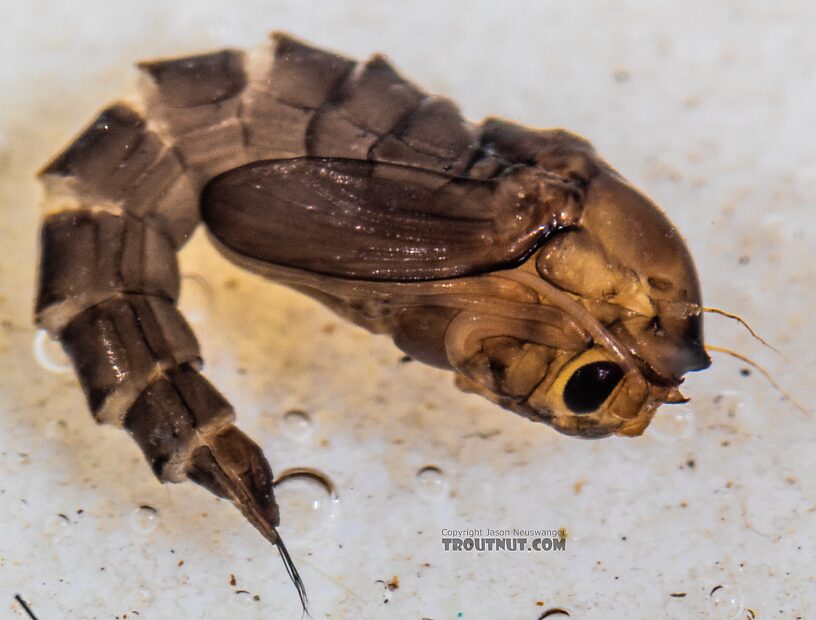 Dixidae True Fly Pupa from the Yakima River in Washington