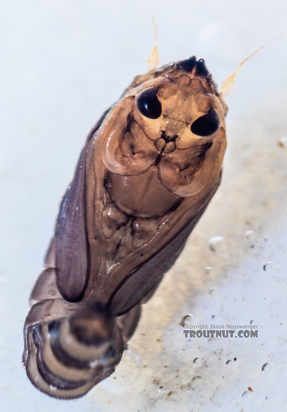 Dixidae True Fly Pupa from the Yakima River in Washington