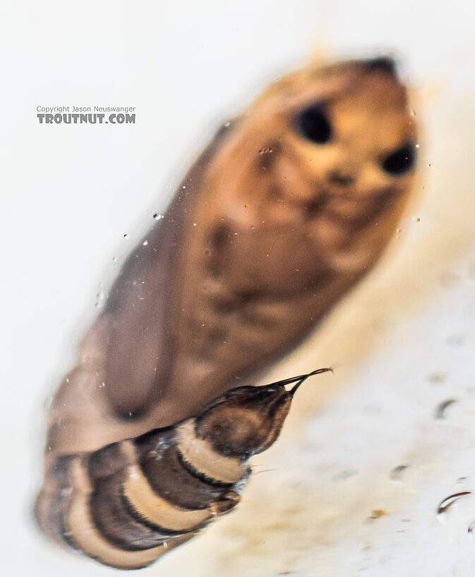 Dixidae True Fly Pupa from the Yakima River in Washington