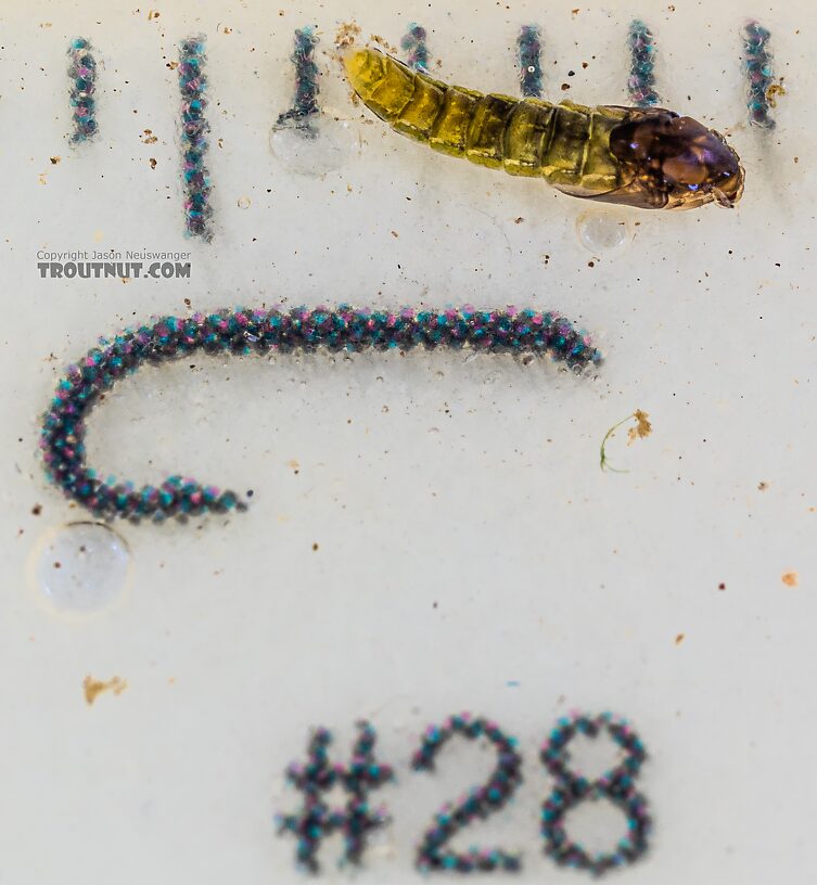 Chironomidae (Midges) Midge Pupa from the Yakima River in Washington