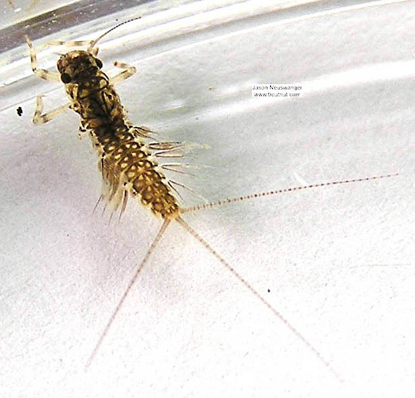 Leptophlebia cupida (Borcher Drake) Mayfly Nymph from the Namekagon River in Wisconsin