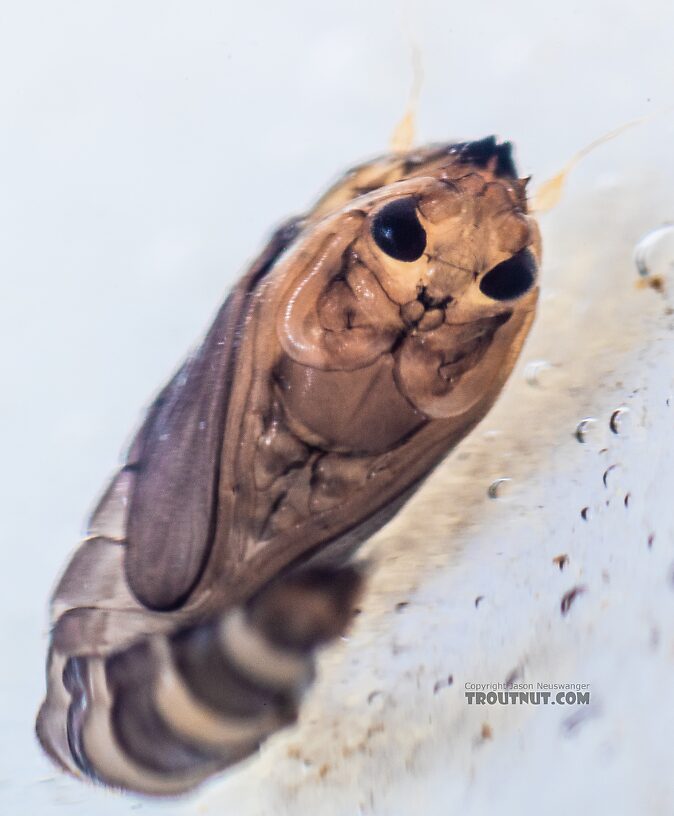 Dixidae True Fly Pupa from the Yakima River in Washington