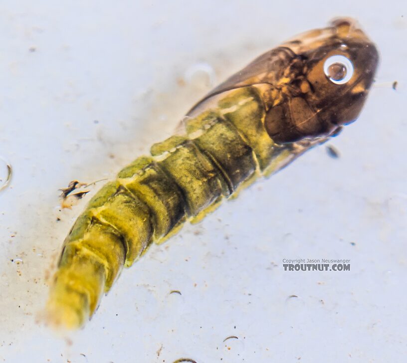 Chironomidae (Midges) Midge Pupa from the Yakima River in Washington