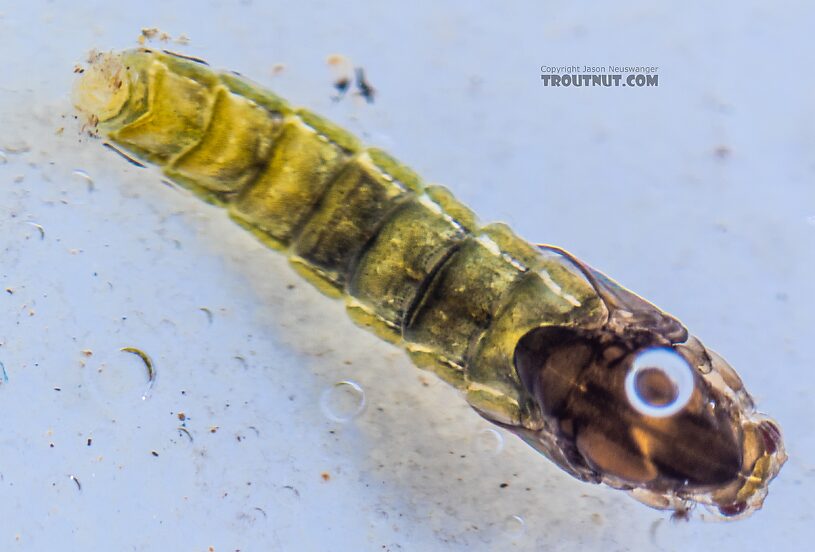 Chironomidae (Midges) Midge Pupa from the Yakima River in Washington