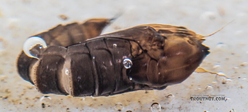 Dixidae True Fly Pupa from the Yakima River in Washington