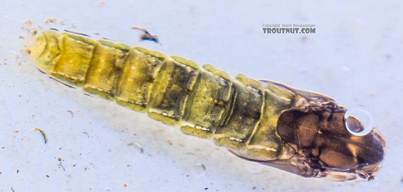 Chironomidae (Midges) Midge Pupa from the Yakima River in Washington