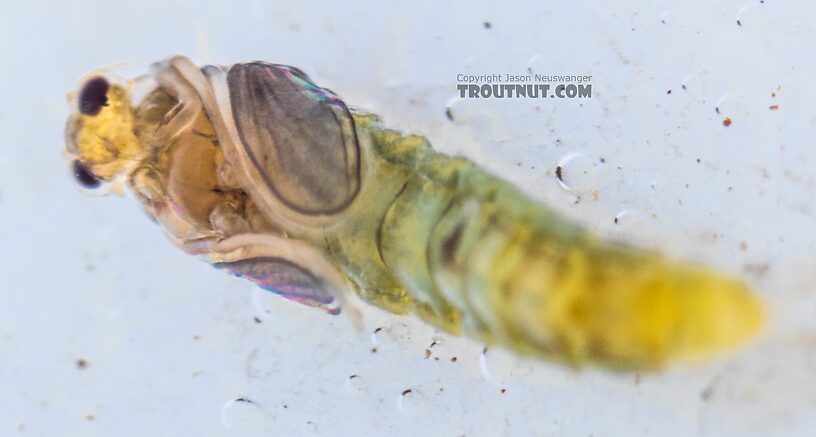 Chironomidae (Midges) Midge Pupa from the Yakima River in Washington