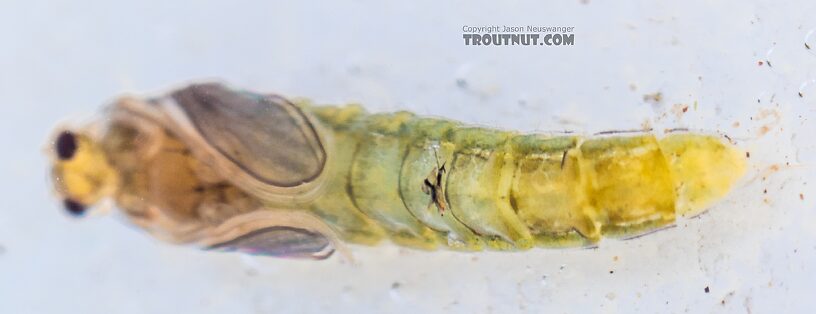 Chironomidae (Midges) Midge Pupa from the Yakima River in Washington