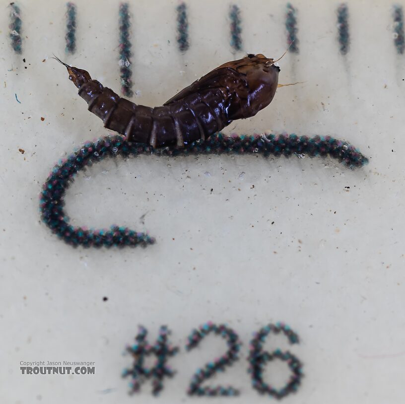 Dixidae True Fly Pupa from the Yakima River in Washington