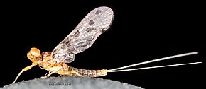 Male Acentrella insignificans (Tiny Blue-Winged Olive) Mayfly Dun