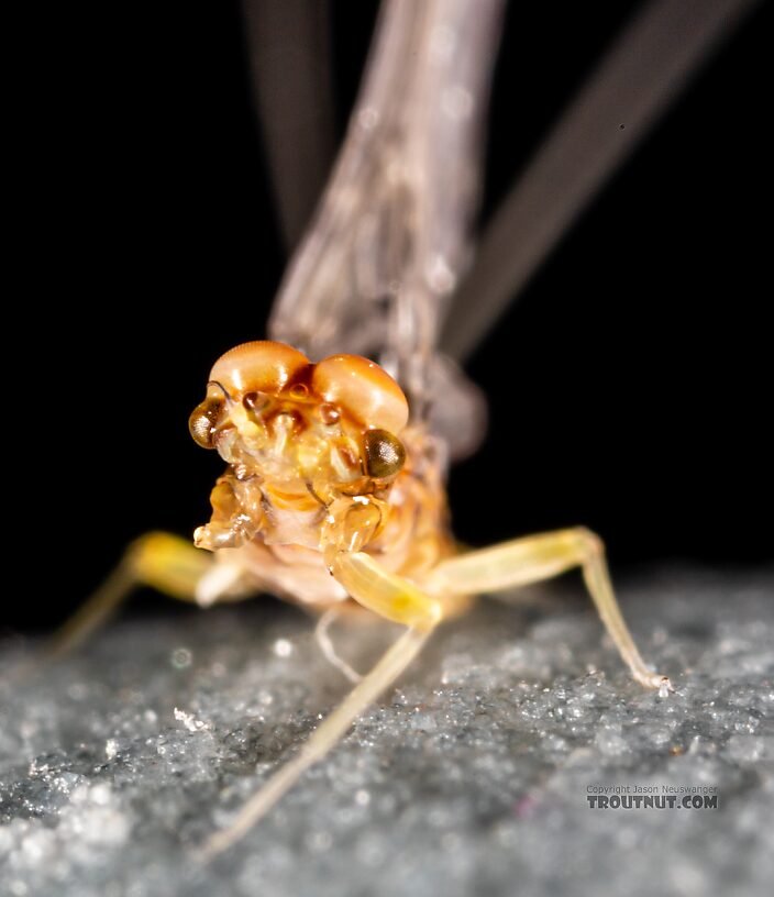 Male Acentrella insignificans (Tiny Blue-Winged Olive) Mayfly Dun from the Yakima River in Washington