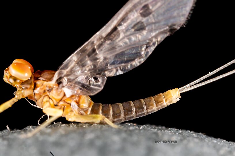 Male Acentrella insignificans (Tiny Blue-Winged Olive) Mayfly Dun from the Yakima River in Washington