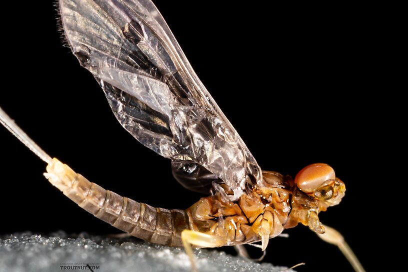 Male Acentrella insignificans (Tiny Blue-Winged Olive) Mayfly Dun from the Yakima River in Washington