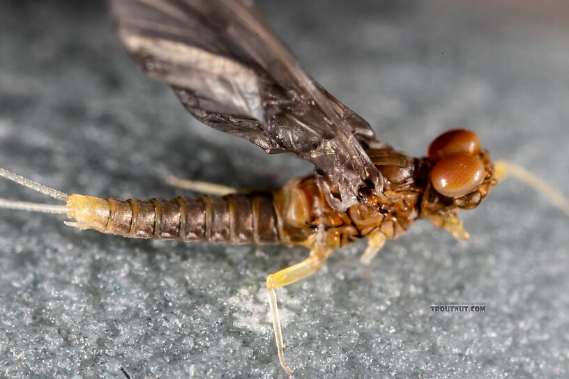 Male Acentrella insignificans (Tiny Blue-Winged Olive) Mayfly Dun from the Yakima River in Washington