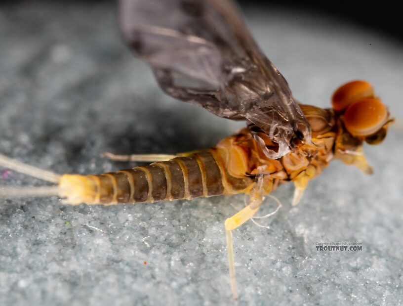 Male Acentrella insignificans (Tiny Blue-Winged Olive) Mayfly Dun from the Yakima River in Washington