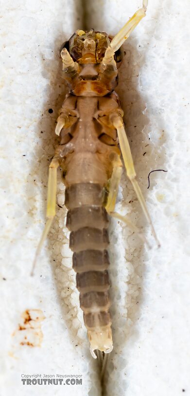 Male Acentrella insignificans (Tiny Blue-Winged Olive) Mayfly Dun from the Yakima River in Washington