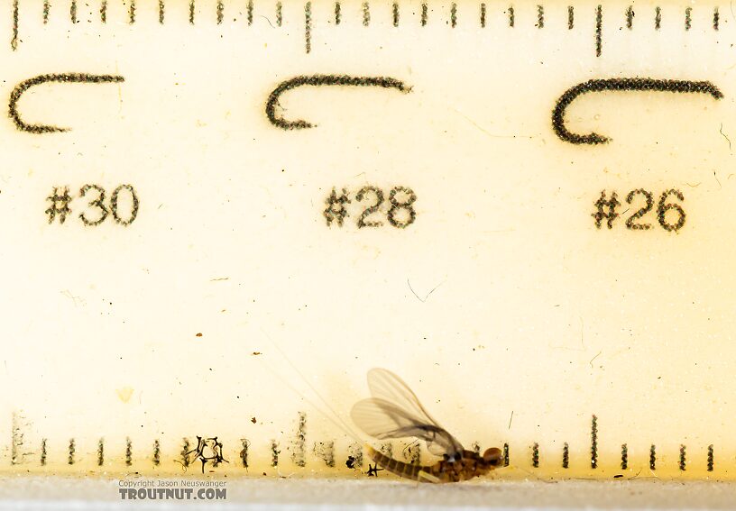 Male Acentrella insignificans (Tiny Blue-Winged Olive) Mayfly Dun from the Yakima River in Washington