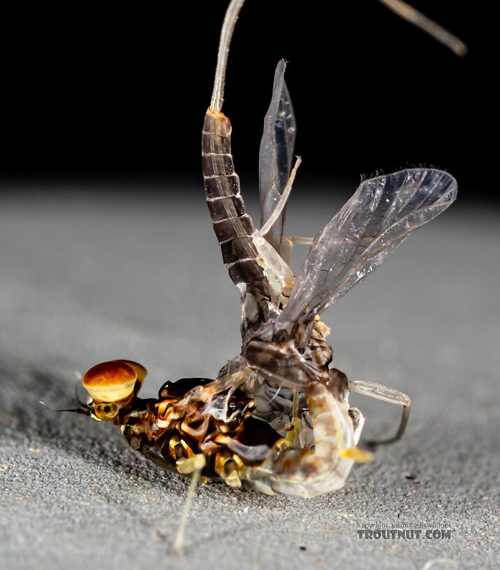 Male Acentrella insignificans (Tiny Blue-Winged Olive) Mayfly Dun from the Yakima River in Washington