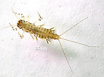 Leptophlebia cupida (Borcher Drake) Mayfly Nymph