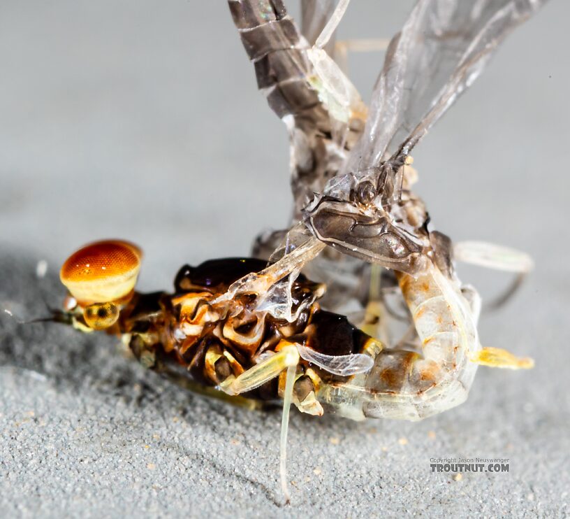 Male Acentrella insignificans (Tiny Blue-Winged Olive) Mayfly Dun from the Yakima River in Washington