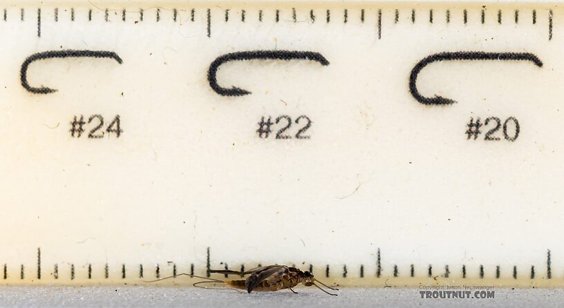 Female Baetis tricaudatus (Blue-Winged Olive) Mayfly Dun from the Yakima River in Washington