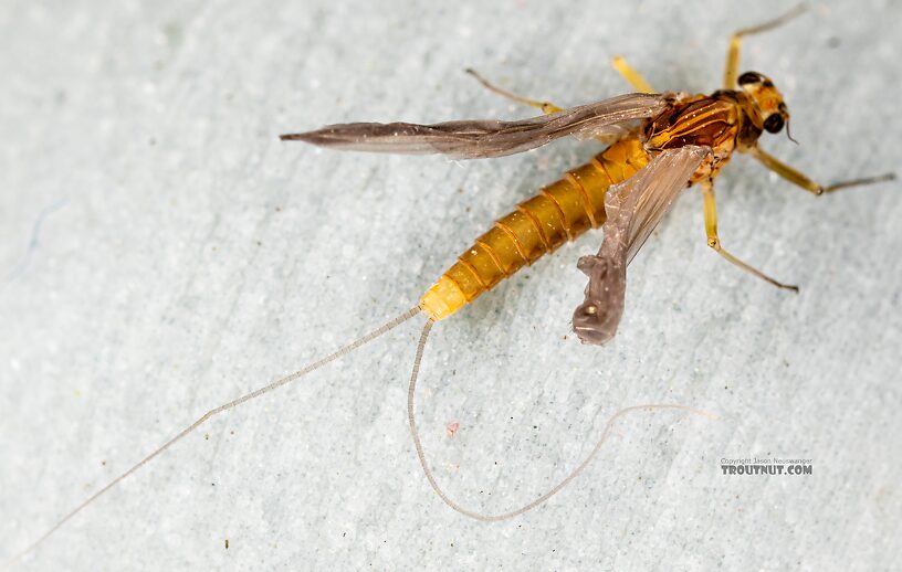 Female Baetis tricaudatus (Blue-Winged Olive) Mayfly Dun from the Yakima River in Washington