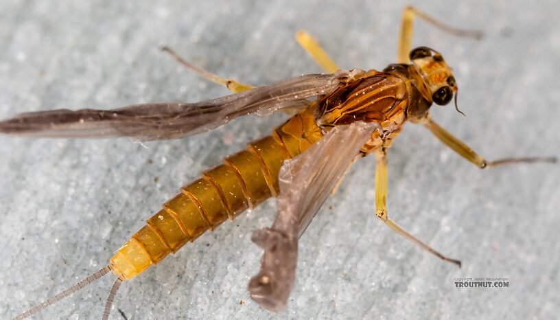 Female Baetis tricaudatus (Blue-Winged Olive) Mayfly Dun from the Yakima River in Washington