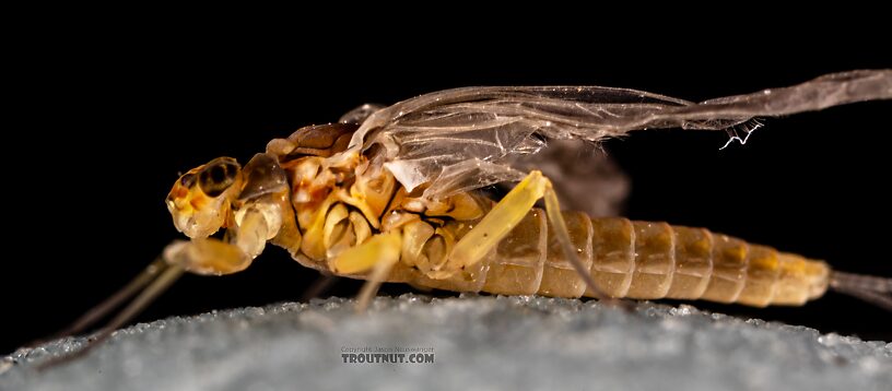 Female Baetis tricaudatus (Blue-Winged Olive) Mayfly Dun from the Yakima River in Washington