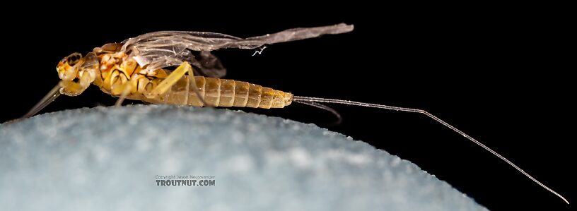 Female Baetis tricaudatus (Blue-Winged Olive) Mayfly Dun from the Yakima River in Washington