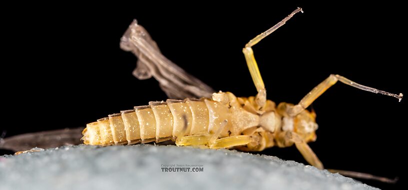 Female Baetis tricaudatus (Blue-Winged Olive) Mayfly Dun from the Yakima River in Washington