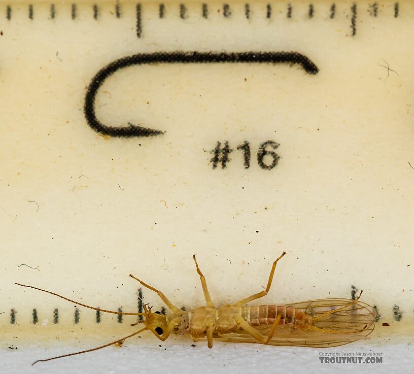 Female Isoperla fusca (Yellow Sally) Stonefly Adult from the Yakima River in Washington