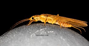 Female Isoperla fusca (Yellow Sally) Stonefly Adult