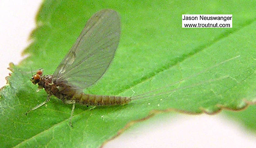 Female Baetidae (Blue-Winged Olives) Mayfly Dun from unknown in Wisconsin