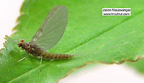 Female Baetidae (Blue-Winged Olives) Mayfly Dun