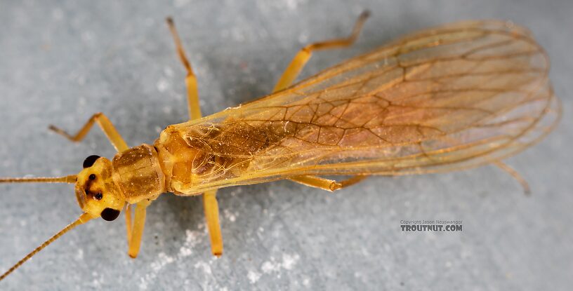 Female Isoperla fusca (Yellow Sally) Stonefly Adult from the Yakima River in Washington