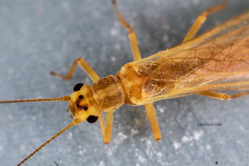 Female Isoperla fusca (Yellow Sally) Stonefly Adult from the Yakima River in Washington