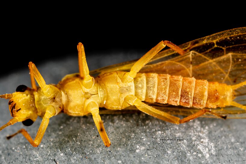 Female Isoperla fusca (Yellow Sally) Stonefly Adult from the Yakima River in Washington