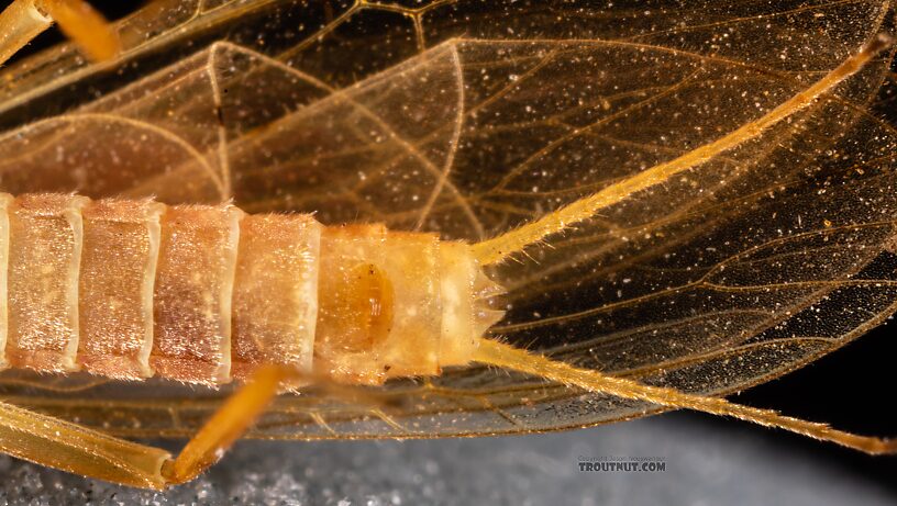 Female Isoperla fusca (Yellow Sally) Stonefly Adult from the Yakima River in Washington