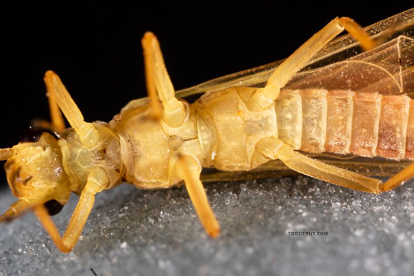 Female Isoperla fusca (Yellow Sally) Stonefly Adult from the Yakima River in Washington