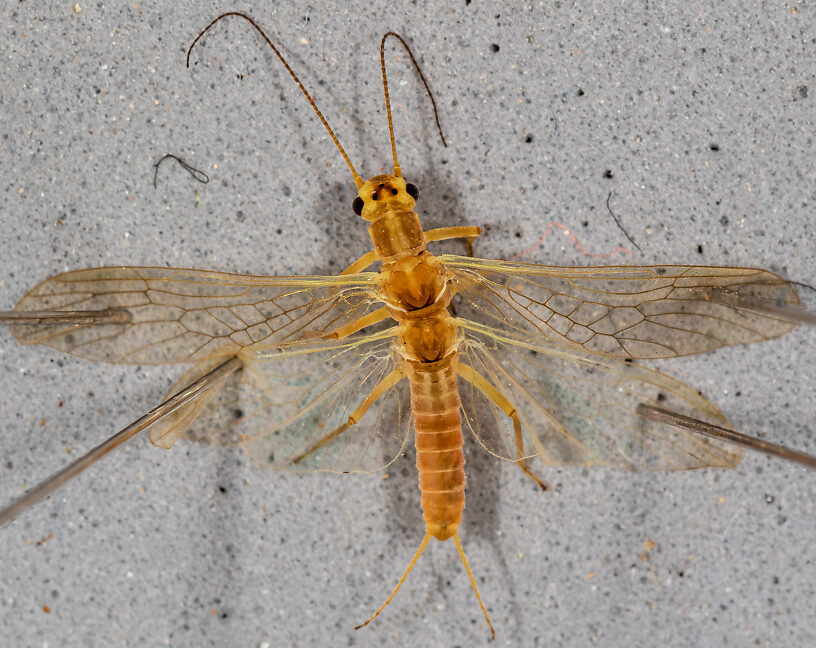 Female Isoperla fusca (Yellow Sally) Stonefly Adult from the Yakima River in Washington