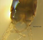 Male Baetis tricaudatus (Blue-Winged Olive) Mayfly Spinner from Silver Creek in Idaho