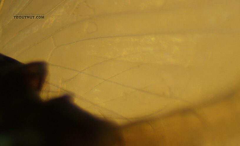 This view of the hind wing, seen through the forewing (which makes it a bit confusing), shows some of the 3rd longitudinal vein right along the bottom edge extending about half-way through the wing.  Male Baetis tricaudatus (Blue-Winged Olive) Mayfly Spinner from Silver Creek in Idaho